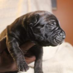 Green - Brindle male Boerboel puppy in Upper Pittsgrove, New Jersey from Witcher Boerboels - aka Jersey Boerboels