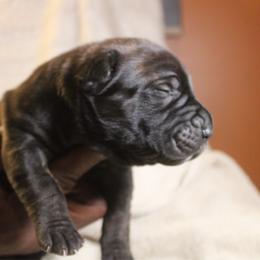 Green - Brindle male Boerboel puppy in Upper Pittsgrove, New Jersey from Witcher Boerboels - aka Jersey Boerboels