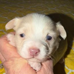 Marshall lilac - Silver male Chihuahua puppy in Seneca, Missouri from Stephanie’s Puppy Colony