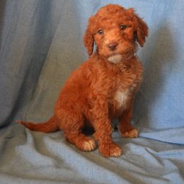 Australian Labradoodle Puppies from Rocky Mountain Labradoodles