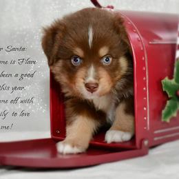 Flare - Red tri-color male Australian Shepherd puppy in Ranger, Texas from Outback Mini Aussies