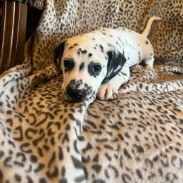 Milky Way - White and black female Dalmatian puppy in Austin, Texas from Dazzling Dalz