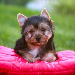 Enchanting Girl - Black and gold female Yorkshire Terrier puppy in Stanton, California from Essence of Grace Yorkies