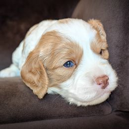 Cavapoo Puppies from WW Cavapoos