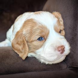 Cavapoo Puppies from WW Cavapoos