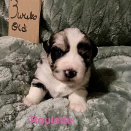 Roulette - Blue merle female Australian Shepherd puppy in Wisconsin Dells, Wisconsin from Nicara kennel
