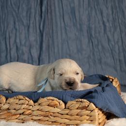 Tundra - Light golden male Golden Retriever puppy in Payette, Idaho from Stonewick Retrievers