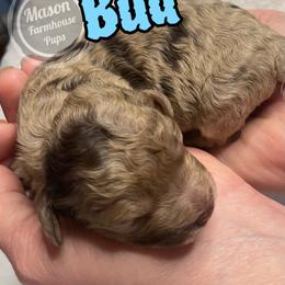 Bud - Brown and tan male Cockapoo puppy in Anniston, Alabama from Mason Farmhouse Poodles, Doodles & Poos (Breeding & Stud Services)