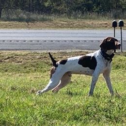 German Shorthaired Pointers from Barker GSP