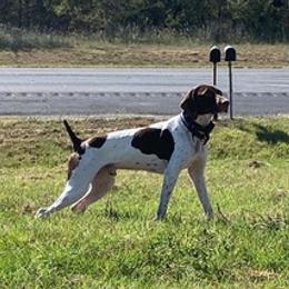 German Shorthaired Pointers from Barker GSP