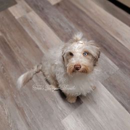 Noelle - Aussiedoodle