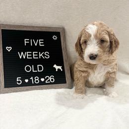 Marlin - Yellow and white male Bernedoodle puppy in Sparrows Point, Maryland from Rosie’s Puppies