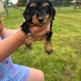 Amy(AKC) silky(1600 - Black and tan female Dachshund puppy in Mansfield, Missouri from Owens Farm