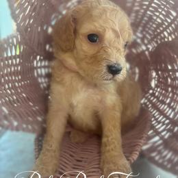 Pale Pink Female - aka Paris, France - Phantom female Goldendoodle puppy in Eunice, Louisiana from Maison De Pawz