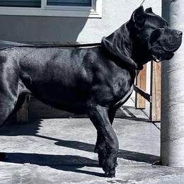 She Hulk - Cane Corso