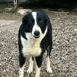 Aggy - Border Collie