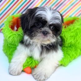 Boo - Blue and white female Shih Tzu puppy in Cypress, Texas from Brady's Birddogs
