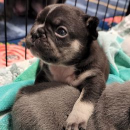 French Bulldog Puppies from PHP's Starbulls