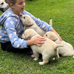 Boy 1 - Yellow male Labrador Retriever puppy in Hoosick Falls, New York from Findaway Labradors
