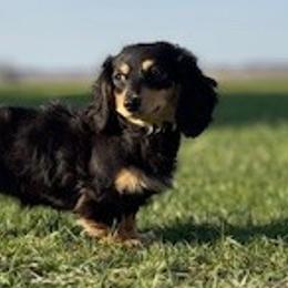 Dachshunds from Dragonfly Doxies