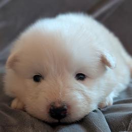 AKC Girl 'Taro' - White female Samoyed puppy in Tombstone, Arizona from High Lonesome