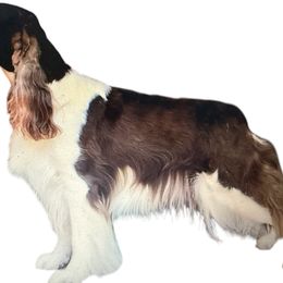 Shadow - English Springer Spaniel