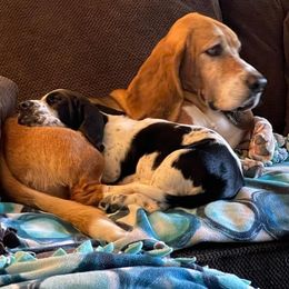 Basset Hound Puppies from Howlin Hounds