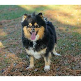 Raven - Pomeranian