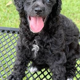 Lacy - Parti female Poodle puppy in Florence County, South Carolina from Modern Family Standards