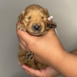 Golden Retriever Puppies from Revival Retrievers