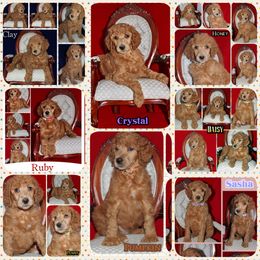 Poodle Puppies from Outlaw Canines