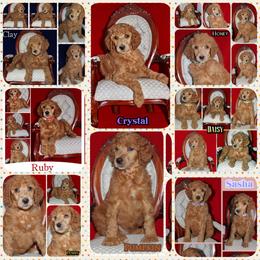 Poodle Puppies from Outlaw Canines