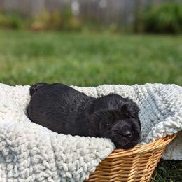 Newfoundland Puppies from Sue Clifton's Newfoundlands