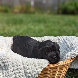 Newfoundland Puppies from Sue Clifton's Newfoundlands