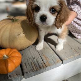 Cavalier King Charles Spaniel Puppies from Cumberland Cavaliers