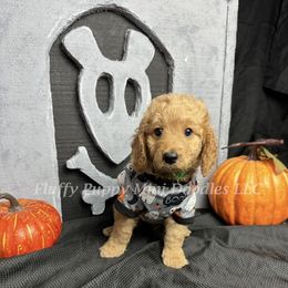 Bentley (Green Collar) boy - Apricot male Goldendoodle puppy in Corona, California from Fluffy Puppy Mini Doodles LLC