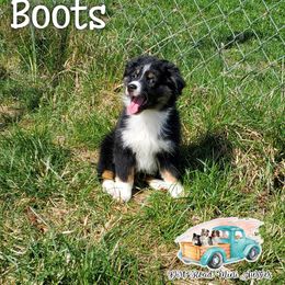 Boots - Black Miniature Australian Shepherd puppy in North Carolina from Dirt Road Mini Aussies
