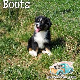Boots - Black Miniature Australian Shepherd puppy in North Carolina from Dirt Road Mini Aussies