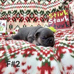 Anastasia 2 - Black and tan female French Bulldog puppy in Homestead, Florida from BackyardfinestBullys