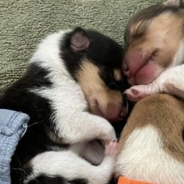 Collies from Wynhaven Collies