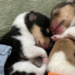 Collies from Wynhaven Collies