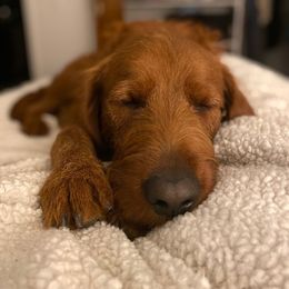 Labradoodle All Grown Up from Jaci Schork's Labradoodles
