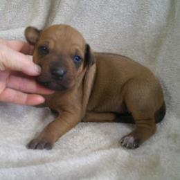 Ruby - Rd whtn blk nose female Rhodesian Ridgeback puppy in Carney, Oklahoma from River Run Parson Russell terriers & River Run Ridgebacks