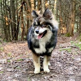 Diamond  - Pomsky
