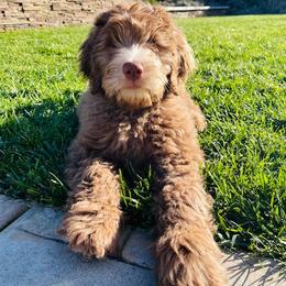 Assorted Doodle Crosses, Australian Labradoodle, Goldendoodle, and Newfoundland Puppies from Twin Sisters Doodles