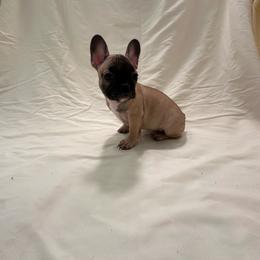 Miss Orange - Brindle and white female French Bulldog puppy in Anaheim, California from Brightest Days Ahead