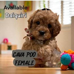 Daiquiri - Red female Cavapoo puppy in South Jordan, Utah from Diamond Companions