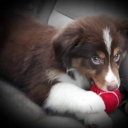 Australian Shepherd Puppies from Patchwork Kennels