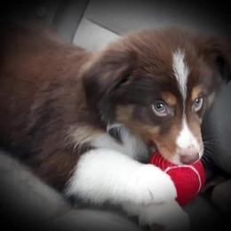 Australian Shepherd Puppies from Patchwork Kennels