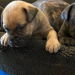 Bullmastiff Puppies from Black Mountain Bullmastiffs